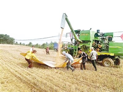 荥阳贾峪镇小麦正在收割