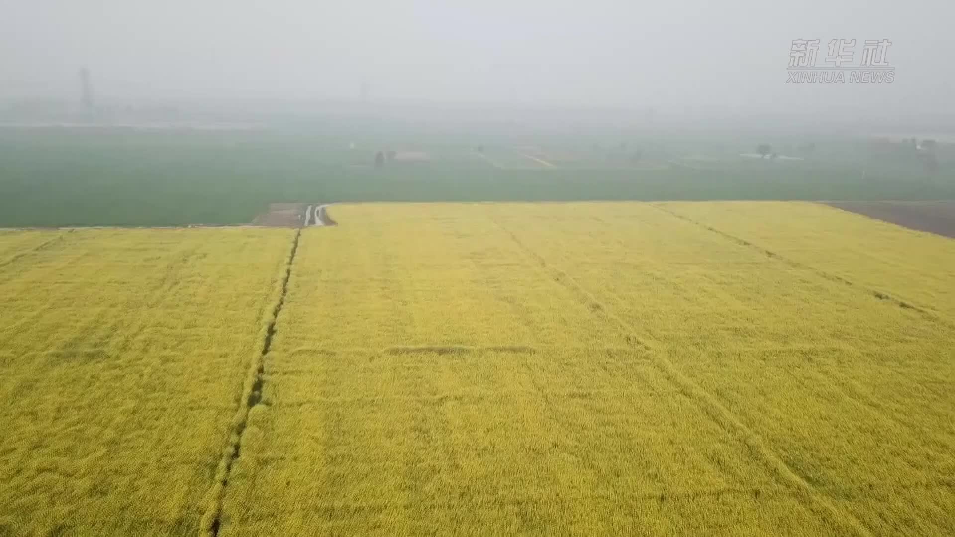 中国油料作物为巴基斯坦农民和消费者带来“双赢”