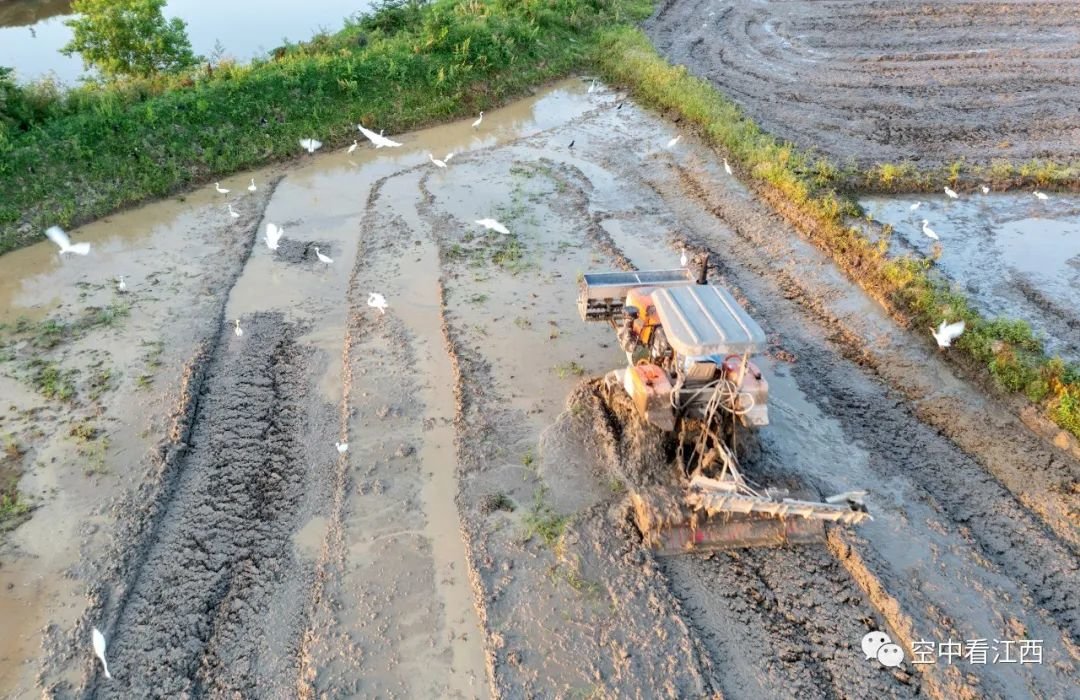 初夏农事忙 航拍金溪田园成群白鹭伴“铁牛”（图）