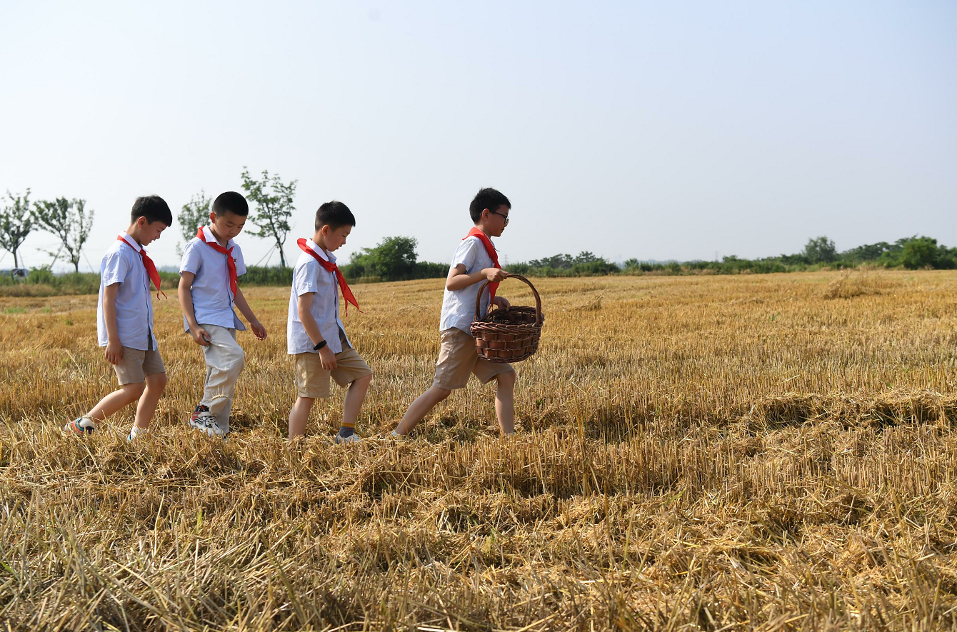 风吹金色麦浪 江淮分水岭上丰收忙 合肥蜀山区4万多亩小麦迎来丰收季