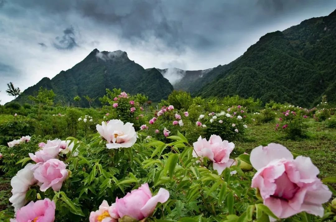 ▲ 雨后南屏牡丹