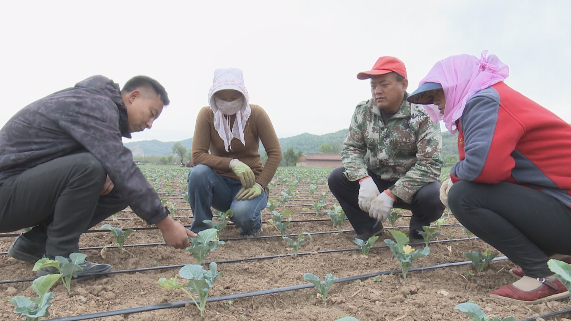 打通特色产业“经”脉 华亭这样走富“蔬”之路