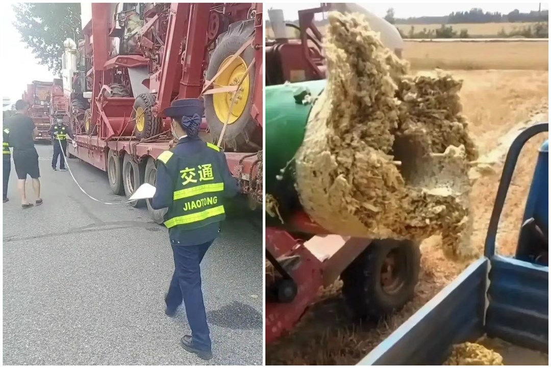 唐驳虎:麦收时节频降雨,背后是小麦在中国的“水土不服”