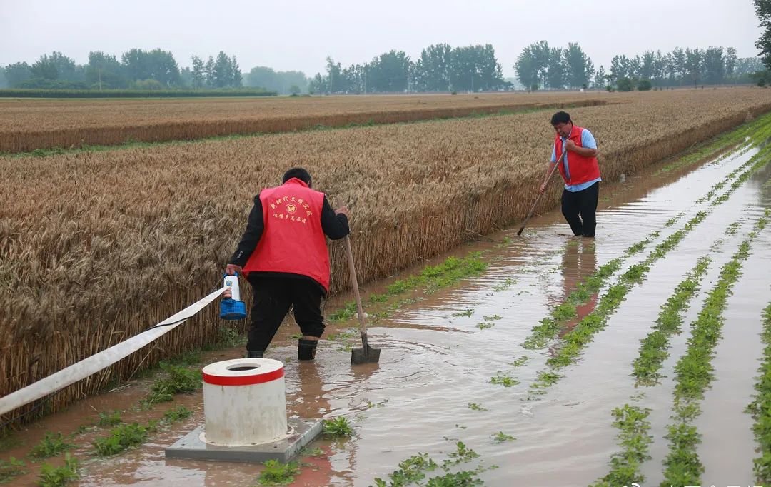 唐驳虎:麦收时节频降雨,背后是小麦在中国的“水土不服”