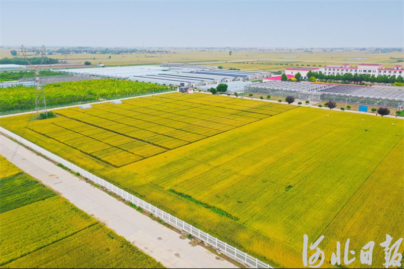 农科院赵县实验基地2.jpg