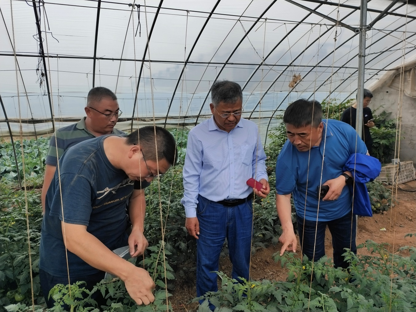 国家大宗蔬菜产业技术体系岗位专家 到青岛市农科院进行考察交流