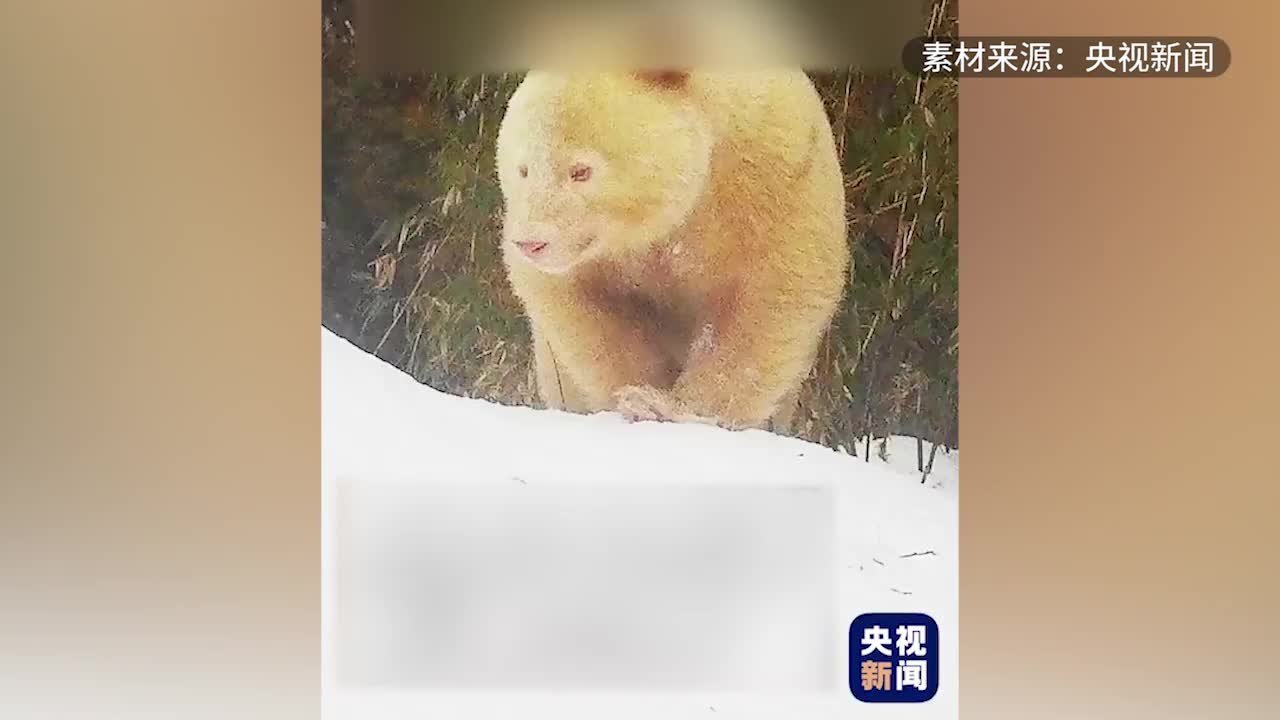 四川卧龙：白色野生大熊猫完整影像首度公开_凤凰网资讯_凤凰网