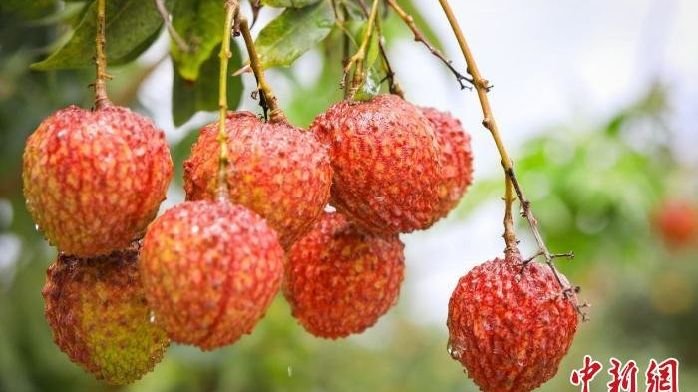 今年广东荔枝产量预计达179万吨 或创五年来新高_凤凰网