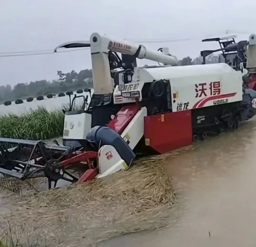 唐驳虎:麦收时节频降雨,背后是小麦在中国的“水土不服”