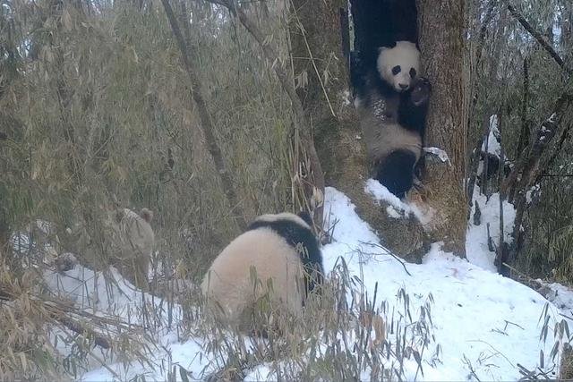 红外相机拍摄到的白色大熊猫（左一）与大熊猫母子同框的画面。（卧龙国家级自然保护区管理局供图）