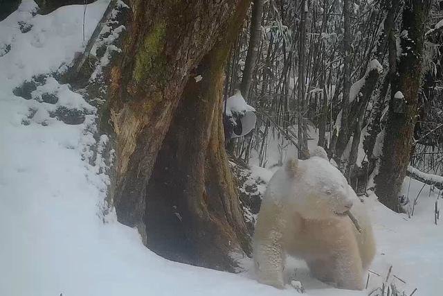 红外相机拍摄到的白色大熊猫活动画面。（卧龙国家级自然保护区管理局供图）