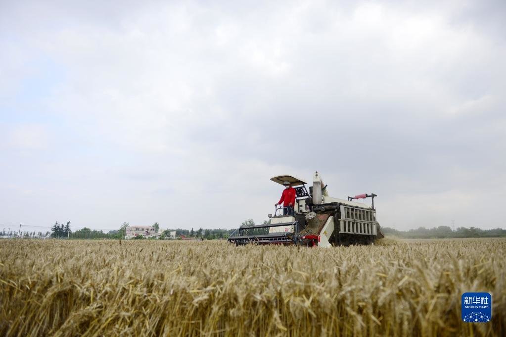 5月30日，河南省驻马店市汝南县三桥镇马湾村农民在抢收小麦。