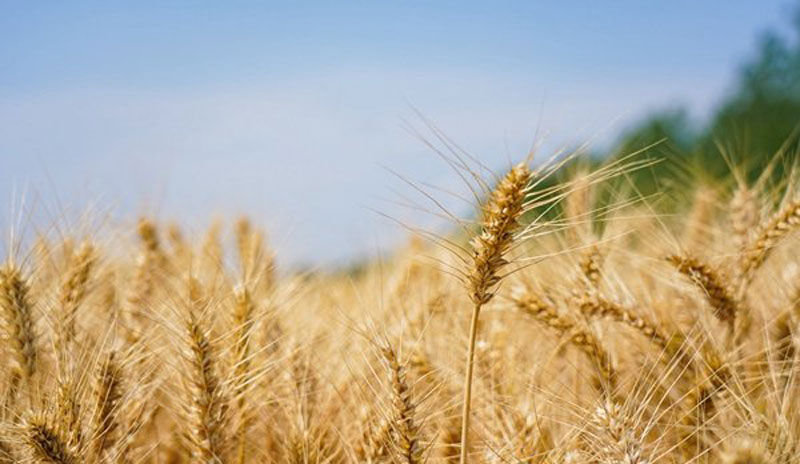 唐驳虎:麦收时节频降雨,背后是小麦在中国的“水土不服”