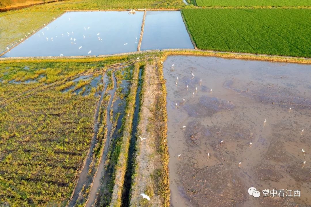 初夏农事忙 航拍金溪田园成群白鹭伴“铁牛”（图）