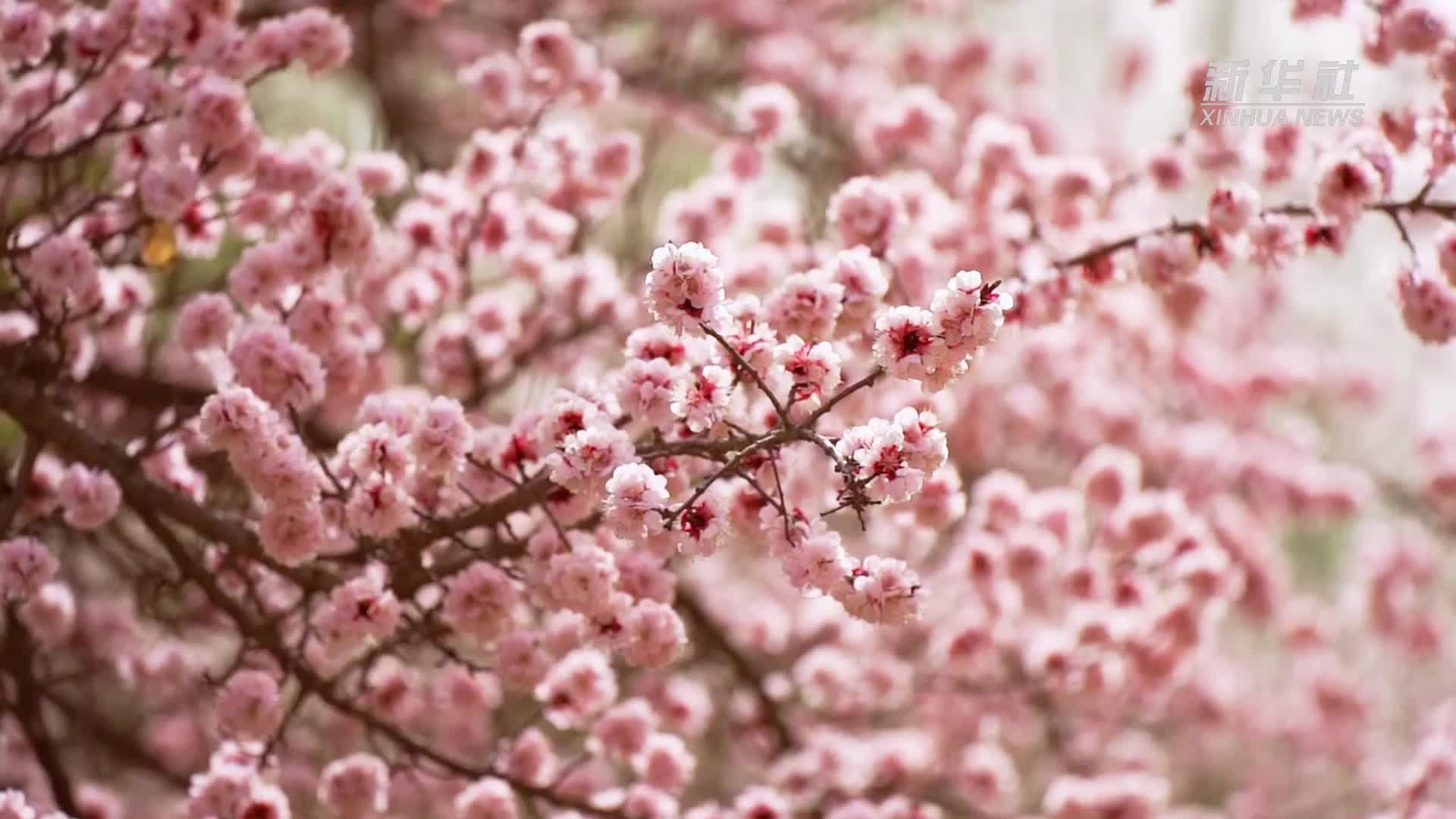 千城胜景｜新疆帕米尔高原 杏花灿若云霞