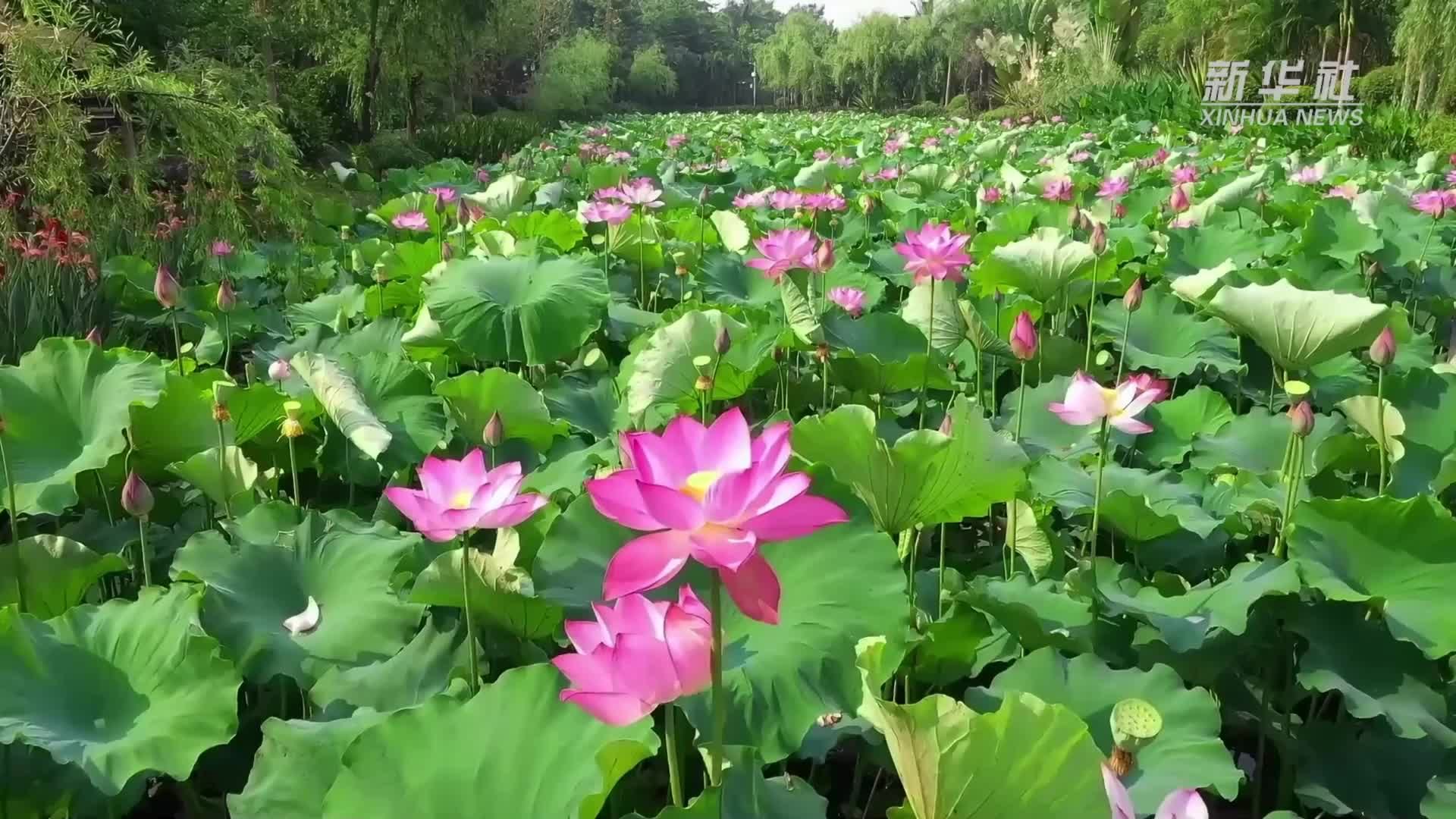 云南孟连：荷开正盛 夏意满塘