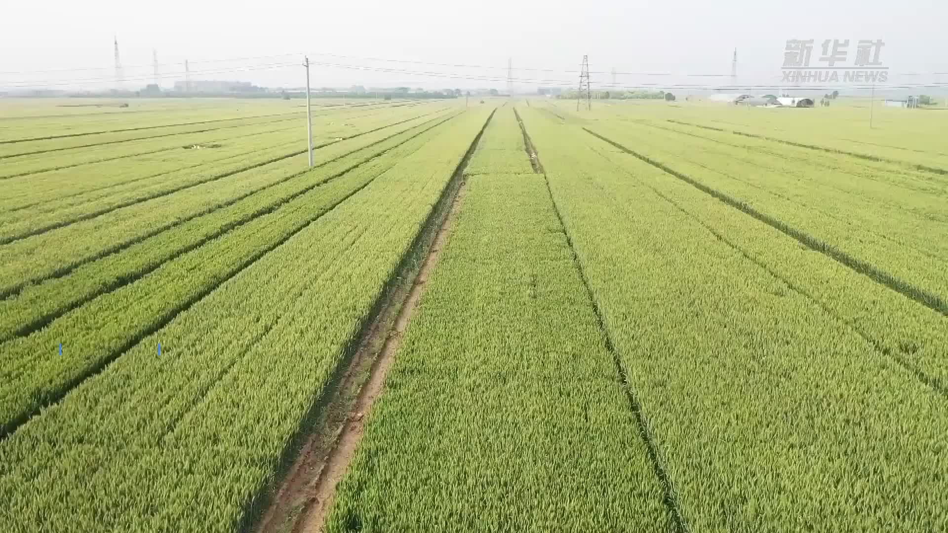 河北邯郸：农技农资一体化服务保小麦稳产增产
