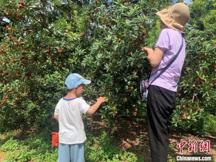 游客带孩子体验采摘杨梅的乐趣。 罗梁丹 摄