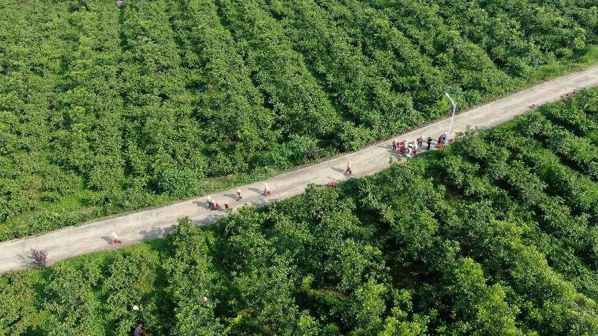 （2023年6月2日，航拍肥西县柿树岗乡周楼村黄桃种植基地，村民正在采摘黄桃。 余梦瑶 摄）