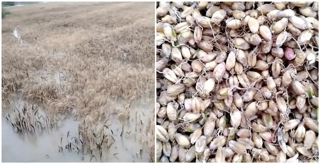 唐驳虎:麦收时节频降雨,背后是小麦在中国的“水土不服”