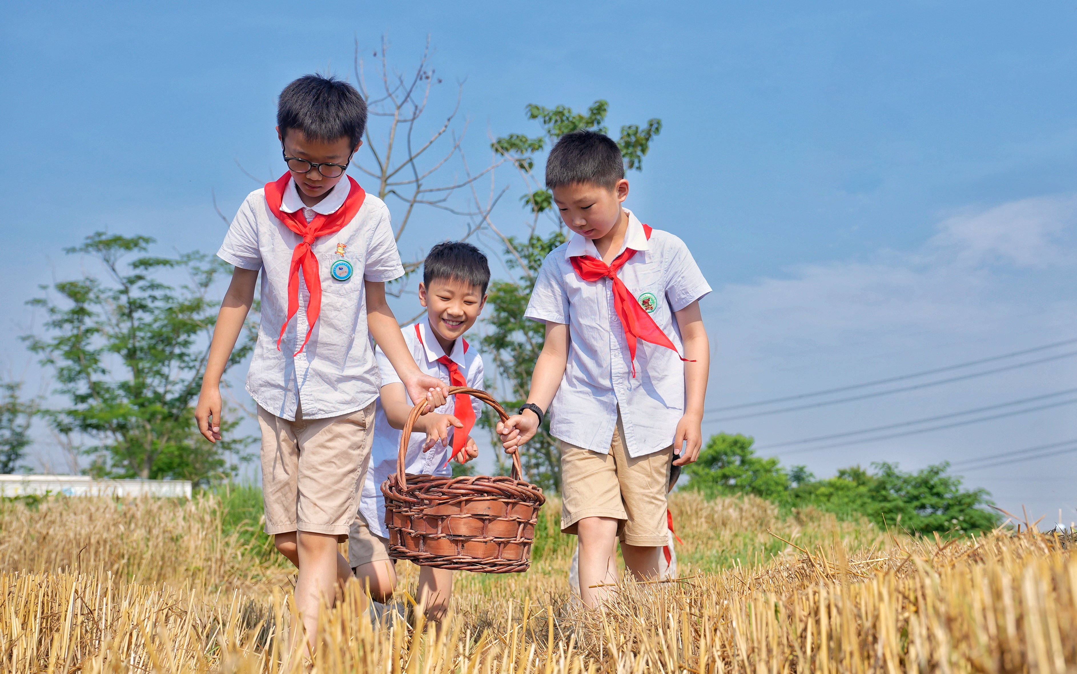 风吹金色麦浪 江淮分水岭上丰收忙 合肥蜀山区4万多亩小麦迎来丰收季