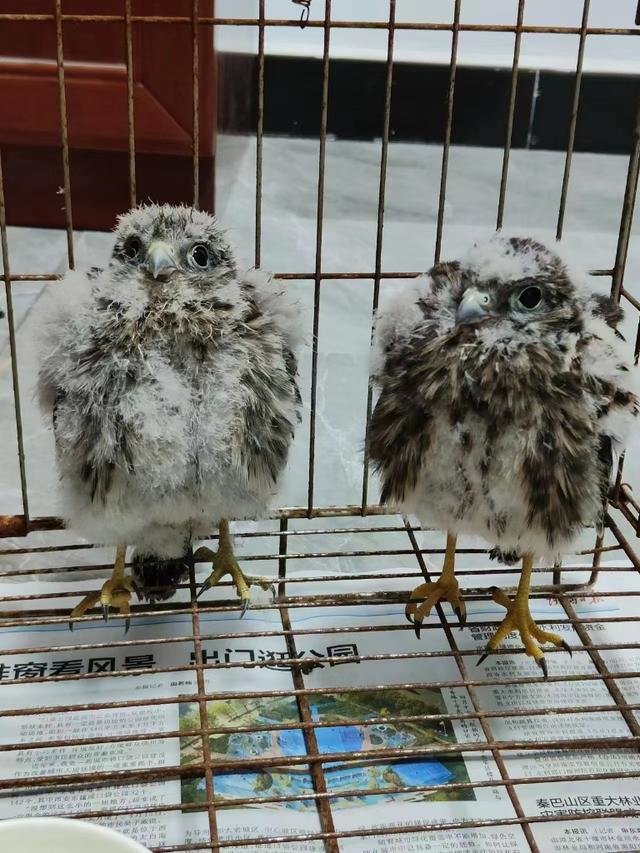 （热心群众救助的两只红隼。）