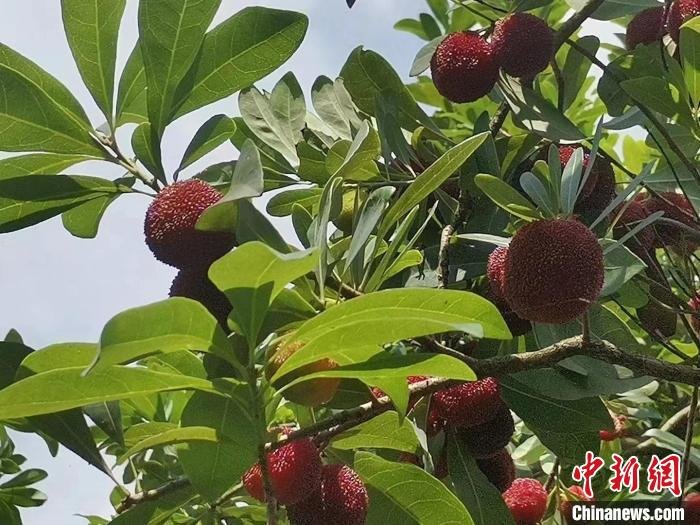 遇见福建:“梅”好时光迎客来