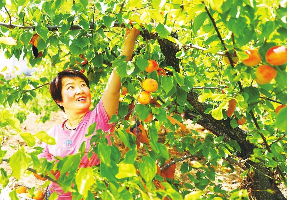 5月30日，成县索池镇大川村村民正忙着采摘挂满枝头的金太阳杏。