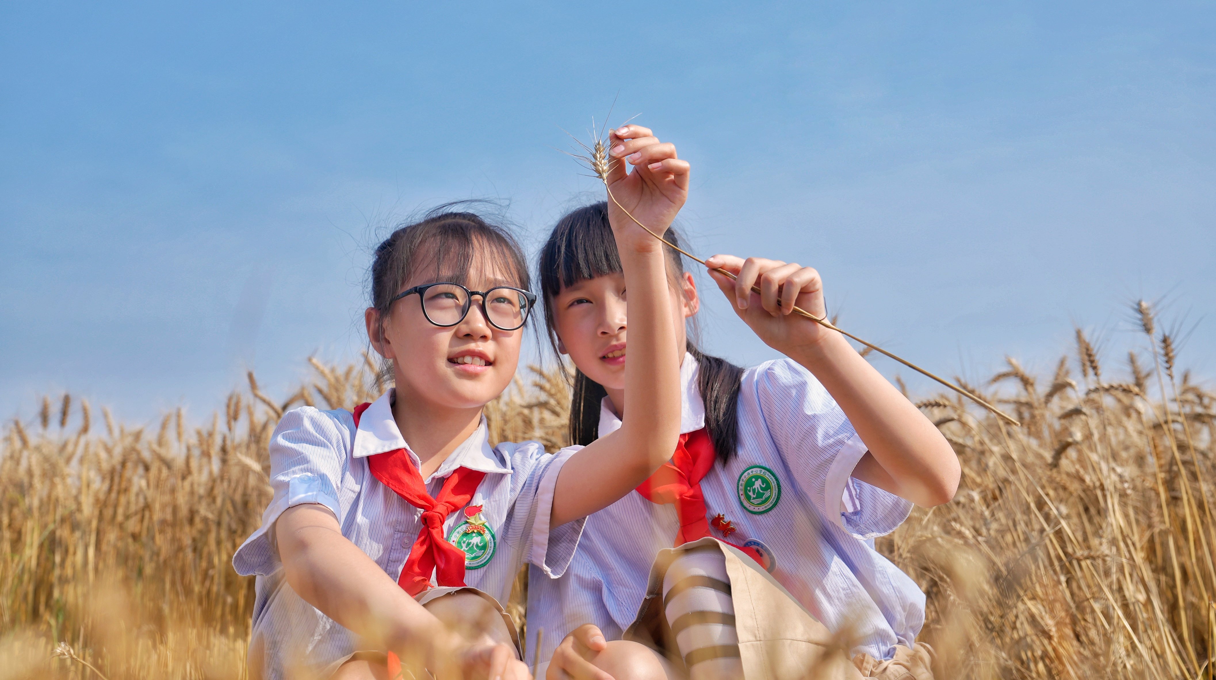 风吹金色麦浪 江淮分水岭上丰收忙 合肥蜀山区4万多亩小麦迎来丰收季