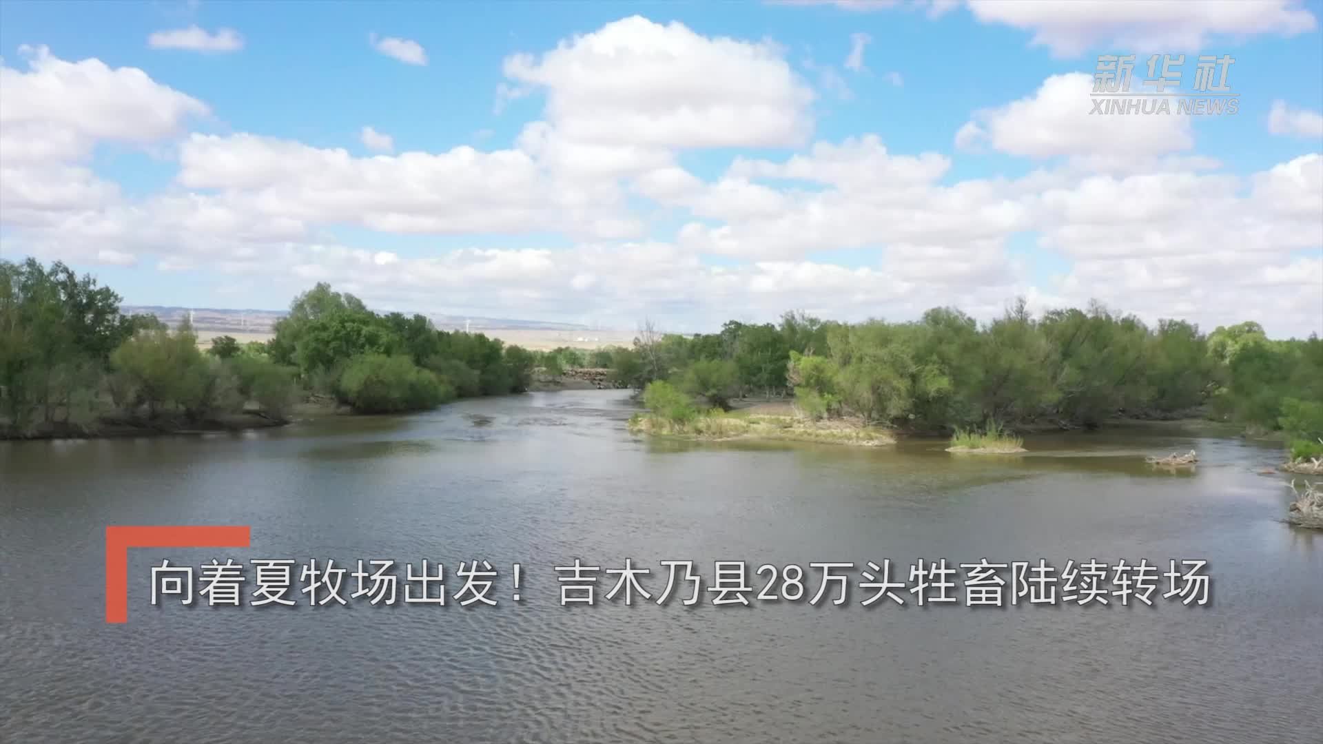 向着夏牧场出发！吉木乃县28万头牲畜陆续转场