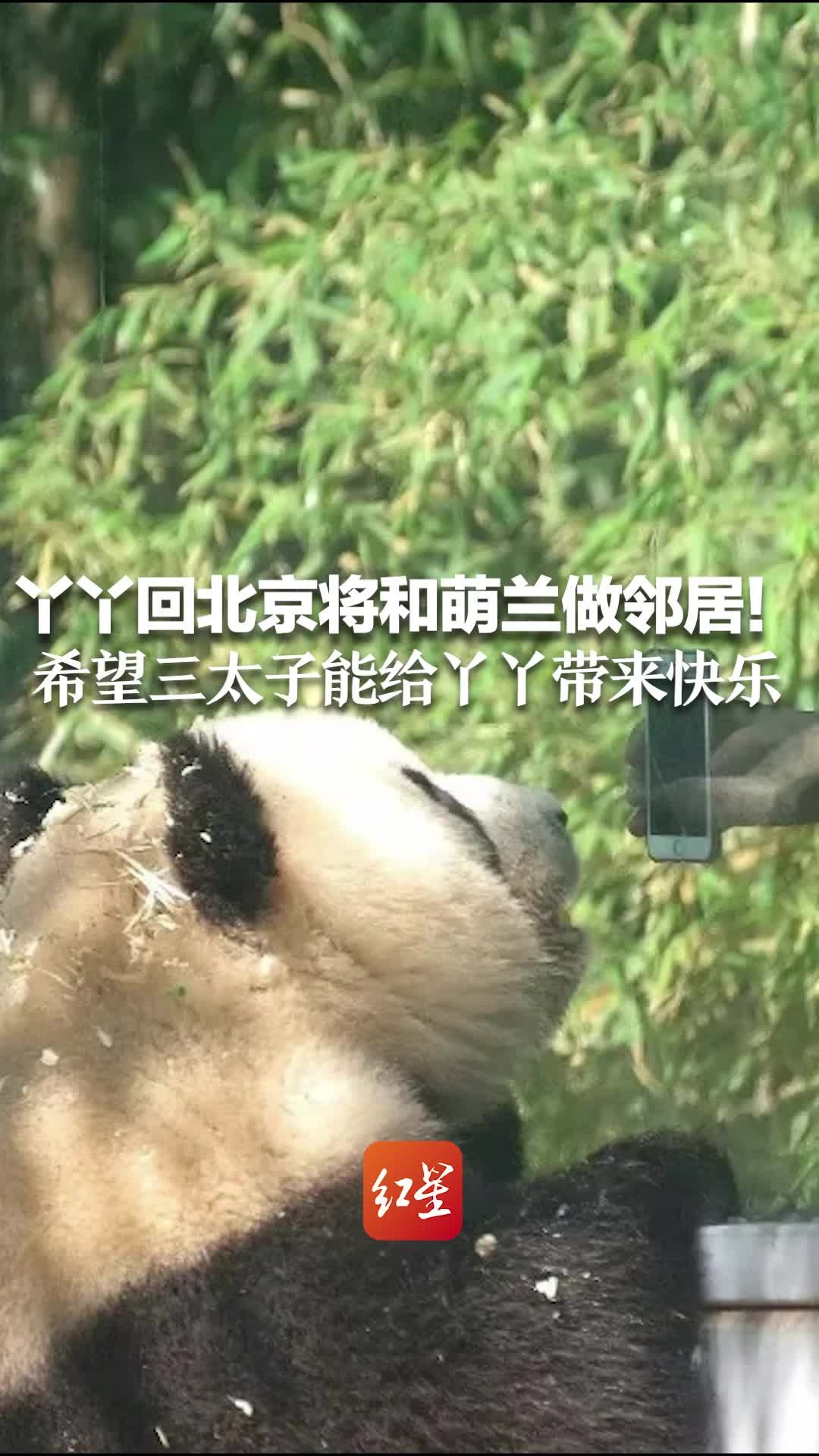 丫丫回北京将和萌兰做邻居！希望三太子能给丫丫带来快乐