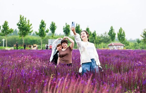 藏不住了！聊城这片紫色花海太美！