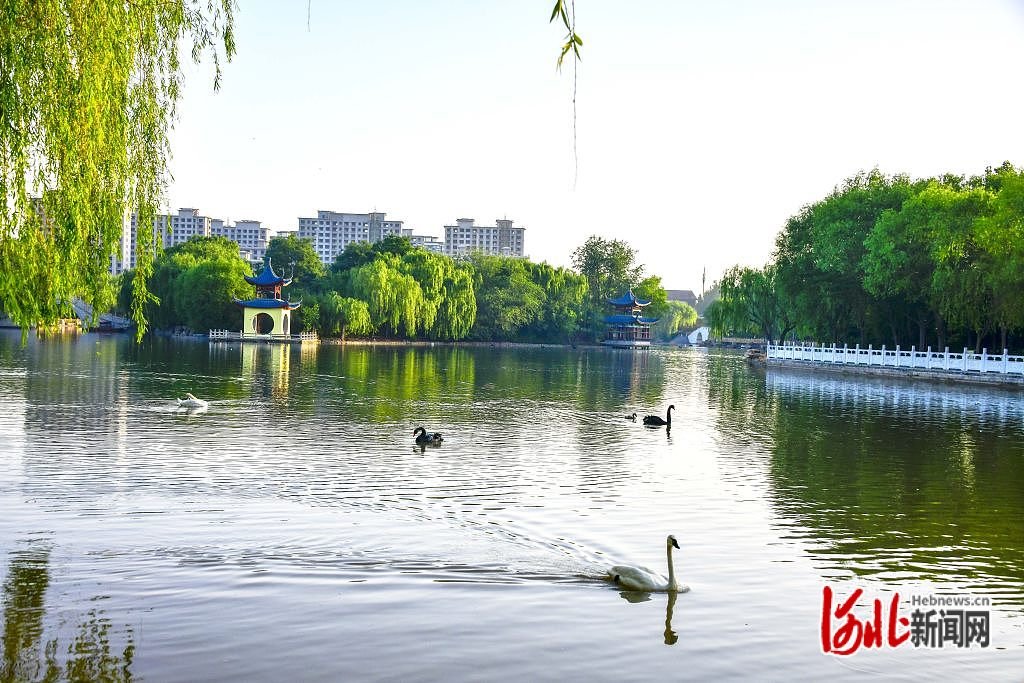 河北广平:天鹅湖上霞光美凤凰网河北_凤凰网