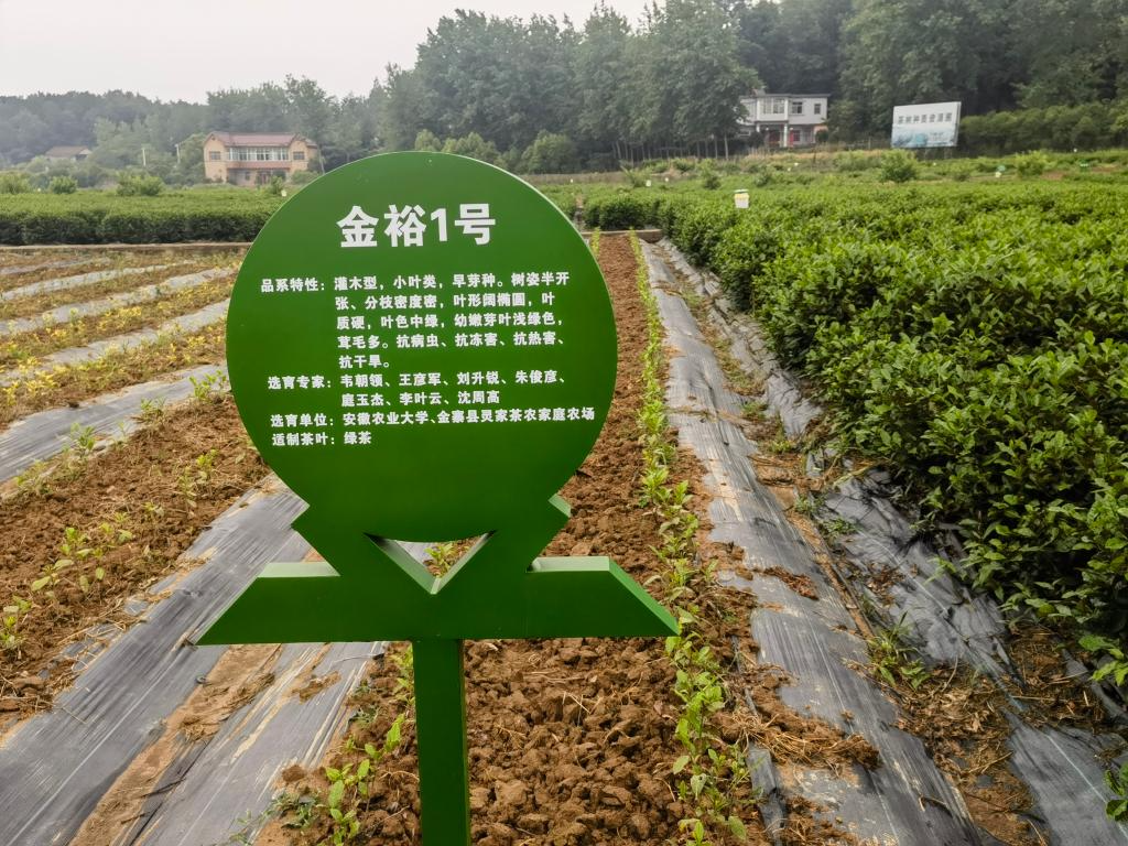 这是5月17日拍摄的茶树种质资源圃里的“金裕一号”茶苗。新华社记者陈诺 摄