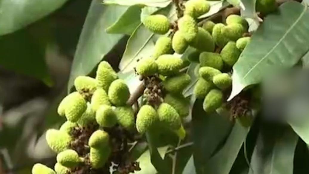 四川千年荔枝树时隔11年再结果_凤凰网视频_凤凰网