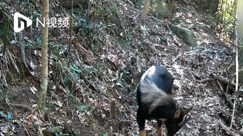 野外红外相机拍下珍贵影像，两头四不像首次同框出现