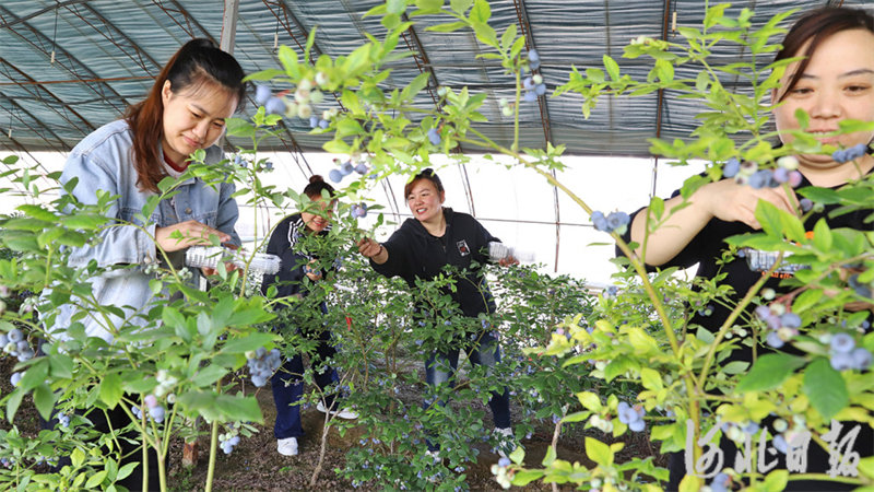 河北涿州：蓝莓采摘正当时1.jpg