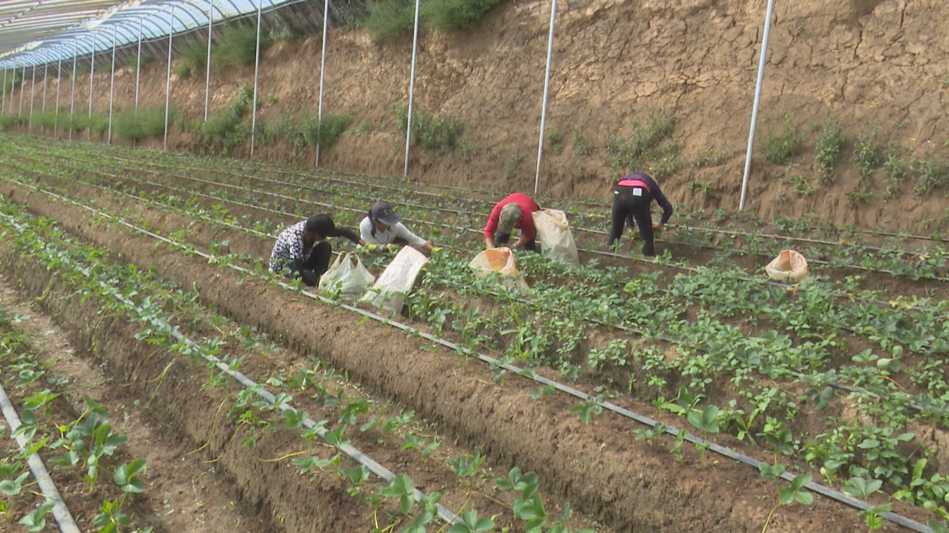 打通特色产业“经”脉 华亭这样走富“蔬”之路