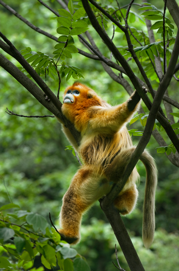 秦岭金丝猴登上science封面凤凰网陕西_凤凰网