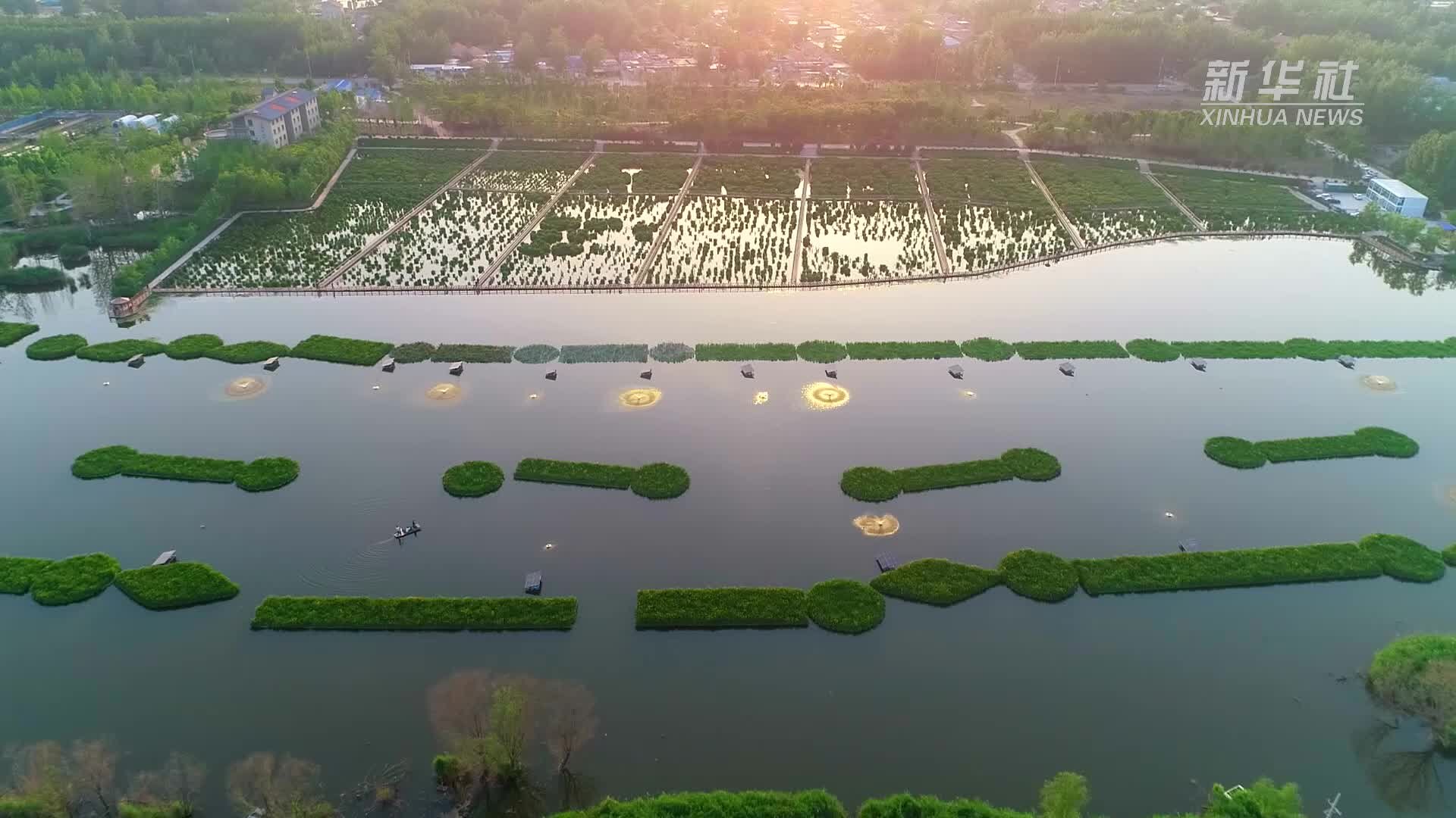 千城胜景丨山东郓城：夏日湿地风光如画