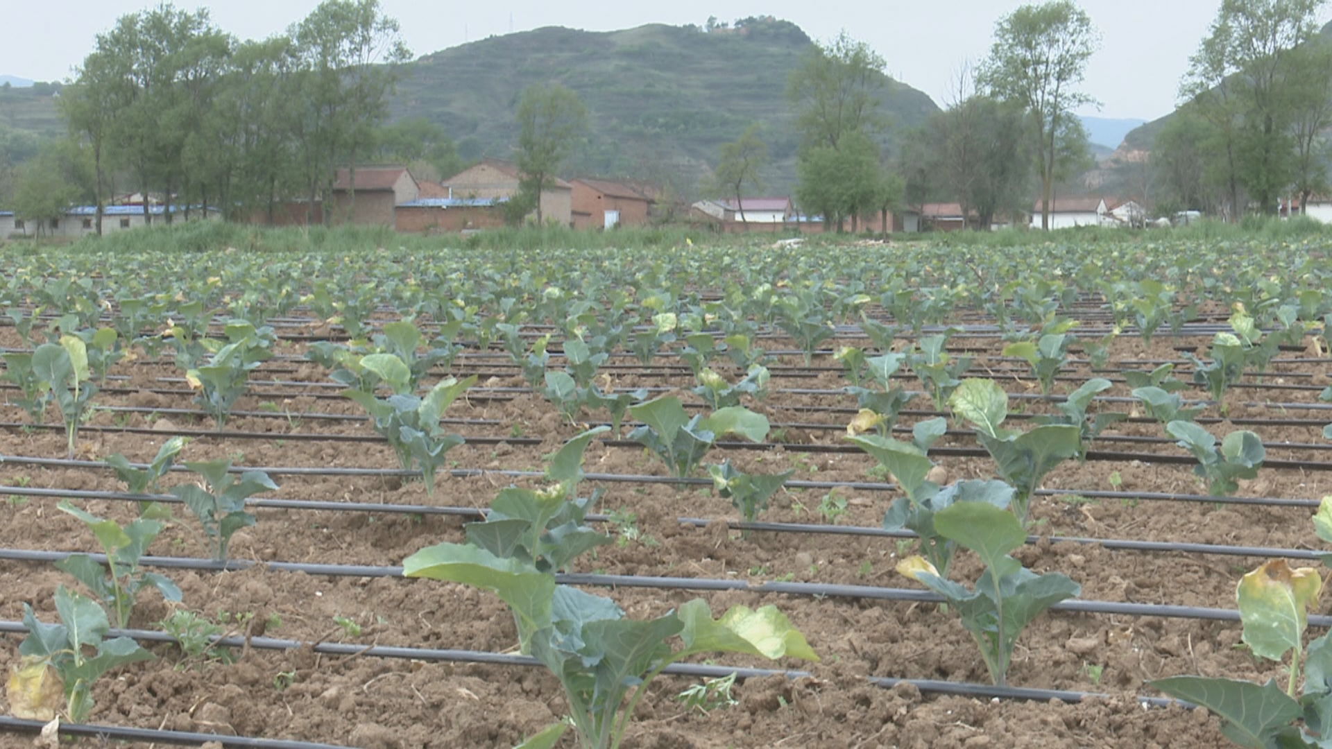 打通特色产业“经”脉 华亭这样走富“蔬”之路