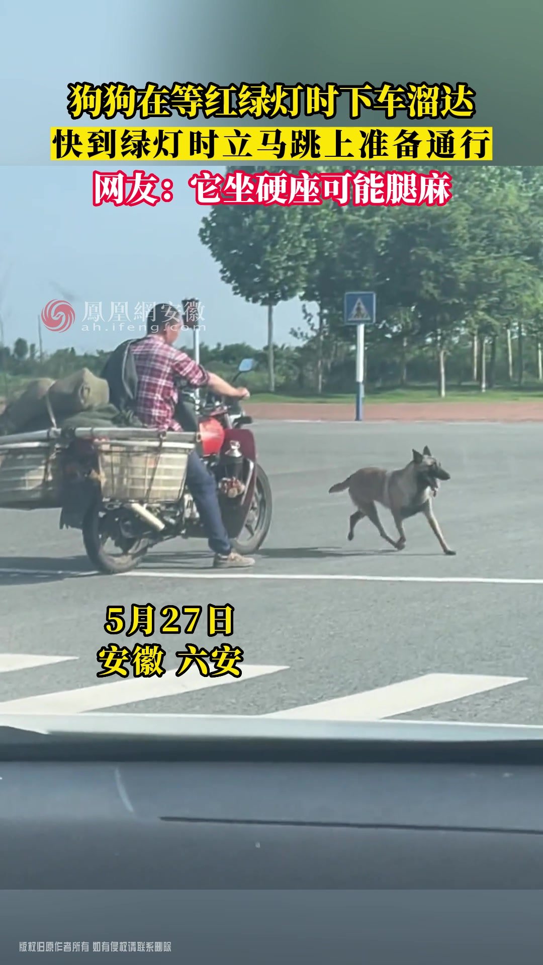 六安：狗狗在等红绿灯时下车溜达 快到绿灯时立马跳上准备通行