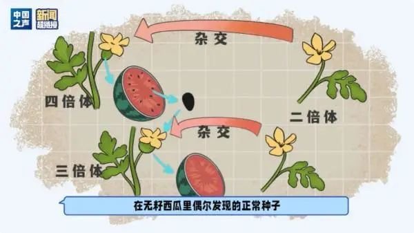 18元一斤，西瓜为啥贵了？