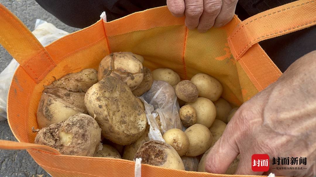 村民们在地里捡的土豆 多数都是小颗、损坏了的残次品