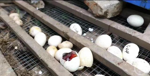 ▲拆除中大量鸟蛋断绝生机。图片来源/何女士社交媒体