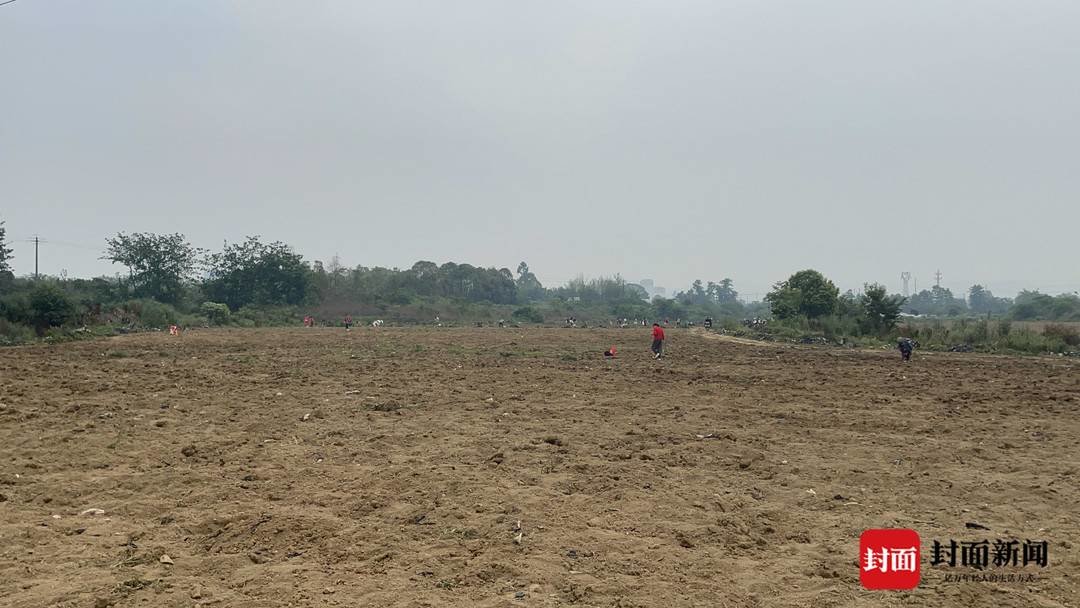 附近众多村民正在地里挖土豆