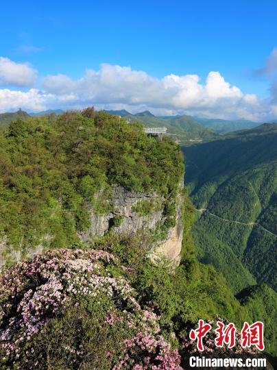 汉中龙头山杜鹃花图片