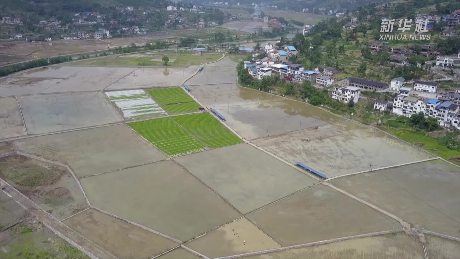贵州桐梓：机械化助力水稻生产