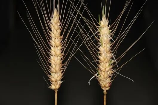 唐驳虎:麦收时节频降雨,背后是小麦在中国的“水土不服”