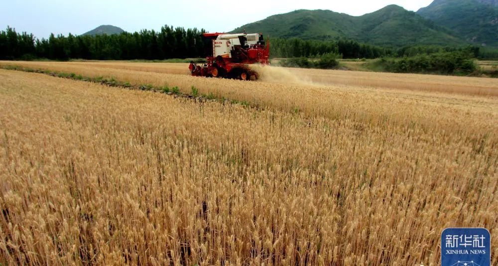 唐驳虎:麦收时节频降雨,背后是小麦在中国的“水土不服”